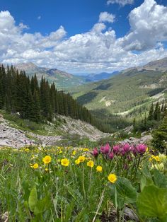wildflowers blooming in the mountains on a sunny day with clouds and blue sky