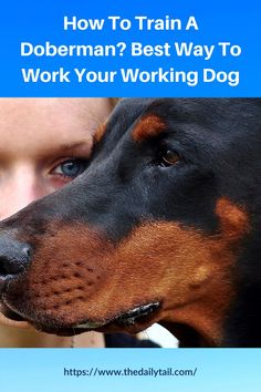 a woman and her dog with the title how to train a doberman? best way to work your working dog