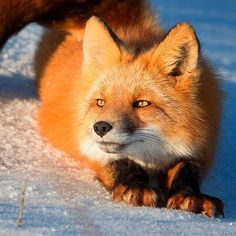 a red fox sitting in the snow with its eyes open and looking at the camera