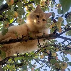 an orange cat sitting on top of a tree branch with apples hanging from it's branches