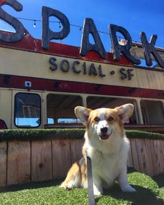 a corgi dog sitting in front of a sign that says spak social - se