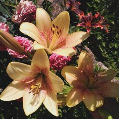 three yellow and pink flowers are in the grass