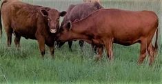 three cows are standing in the grass and one is rubbing its head against another cow