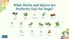 an image of what herbs and spices are perfectly safe for dogs? info graphic on white background