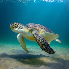 a sea turtle swimming in the ocean