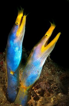 two blue and yellow sea slugs with their mouths open