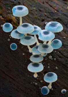 blue and white mushrooms growing on the side of a rock