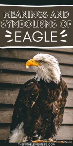 Eagle: Spiritual Meaning