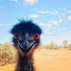 an ostrich looks at the camera while in the desert