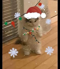 cute standing meme cat meme profile picture cat profile picture standing cute kitten pretty kitten standing for social media pfps profile pictures like discord.christmas santa inside a snow ball cat kitten standing meme cat pfp profile picturechristmas santa standing meme cat pfp profile picture with snowflakes lights and christmas tree gift snowflakes bells and lights snowing with gifts meme cat standing profile picture Christmas Cat Pfp Discord, Christmas Hat Profile Pic, Standing Cat Christmas, Cat With Santa Hat Pfp, Pfp Santa Hat, Cat With Christmas Hat Pfp, Pfp Christmas Cat, Christmas Cat Profile Picture, Christmas Cat Pfp