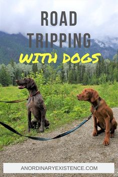 two dogs sitting on a road with the words road tripping with dogs