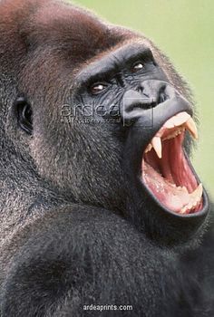 an adult gorilla with its mouth open and it's teeth wide open to reveal something