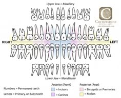 32 Teeth Chart, Dental Tooth Chart, Dental Teeth Chart, Teeth Chart Dentistry, Tooth Charting, Teeth Numbers Chart, Tooth Numbers Chart, Tooth Number Chart, Dental Chart With Tooth Locations