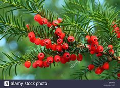 red berries on the branch of a pine tree - stock image