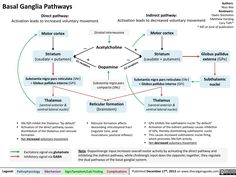 a diagram showing the stages of an animal's life cycle, including two different types of