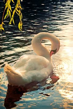 a white swan swimming on top of a lake next to a green leafy tree