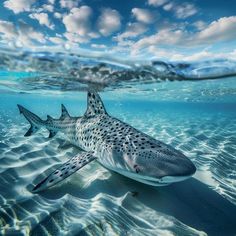a shark swimming in the ocean with its mouth open