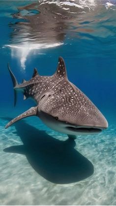 a whale shark swims in the ocean with it's shadow on the water