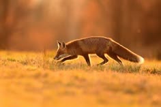 a red fox running across a grass covered field in the sun light with trees in the background