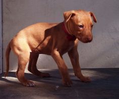 a brown dog standing on top of a cement floor next to a white wall and door