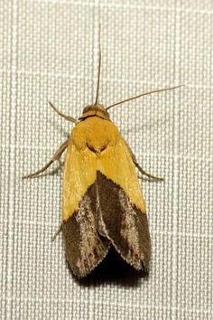 a yellow and brown moth sitting on top of a white cloth covered tablecloth with it's head turned to the side
