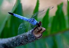 a blue dragonfly sitting on top of a tree branch