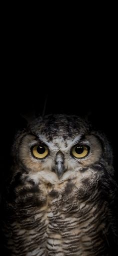 an owl with yellow eyes sitting in the dark