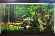 an aquarium with plants and rocks in it