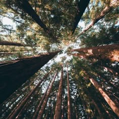 looking up at tall trees in the forest
