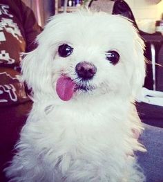 a small white dog sitting on top of a couch