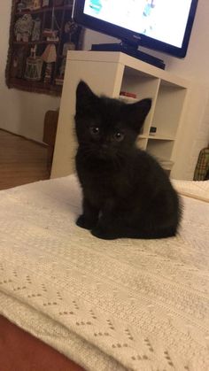 a small black kitten sitting on top of a bed in front of a flat screen tv