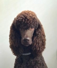 a brown poodle sitting on top of a wooden table next to a white wall