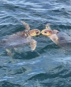two sea turtles swimming close to each other in the ocean water, with their heads together
