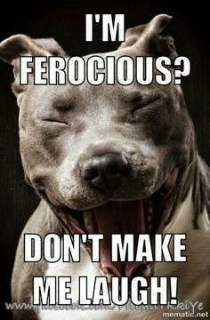 a dog with its mouth open and it's tongue out saying i'm ferocious? don't make me laugh