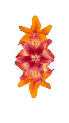 an orange and red flower is in the middle of its blooming form on a white background