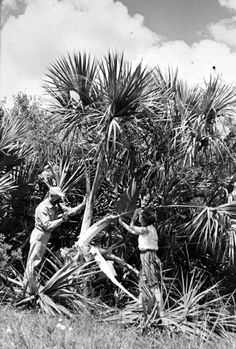 an old black and white photo of people picking leaves from a palm tree in the jungle