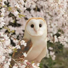an owl perched on top of a tree filled with white flowers