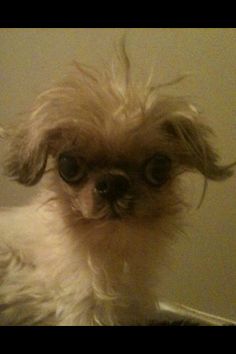 a small dog sitting on top of a wooden floor next to a wall and looking at the camera