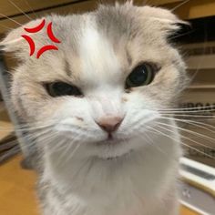a close up of a cat with a red star on it's forehead and eyes