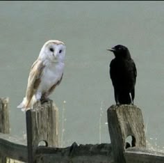two black and white birds sitting on wooden posts