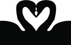 two black swans making a heart shape with their necks in the shape of a heart