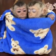 two monkeys are wrapped in a blanket on the floor and one is looking at the camera