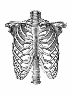 an illustration of the rib cage in black and white