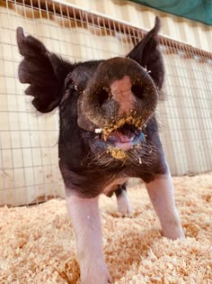 a small pig standing on top of a pile of hay
