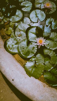 some water lilies are growing in the pond