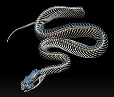a snake skeleton is shown on a black background