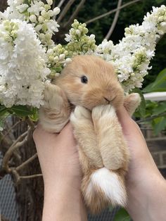 a person holding a stuffed animal in front of some white and green flowers on a tree