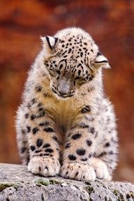 a baby snow leopard sitting on top of a rock