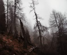 foggy forest with trees and fallen branches in the foreground on a mountain slope