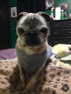 a small dog wearing a sweater on top of a bed